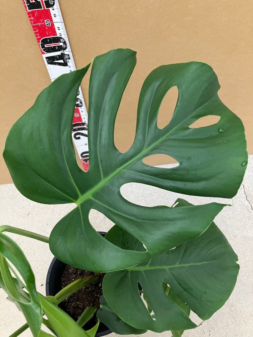 モンステラ斑入り　デリシオーサ実生株と細長葉切れ込み深い個体　2鉢セット