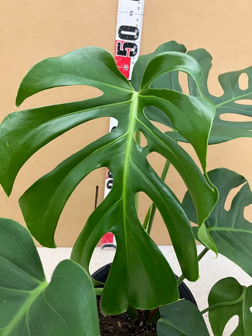 モンステラ斑入り　デリシオーサ実生株と細長葉切れ込み深い個体　2鉢セット