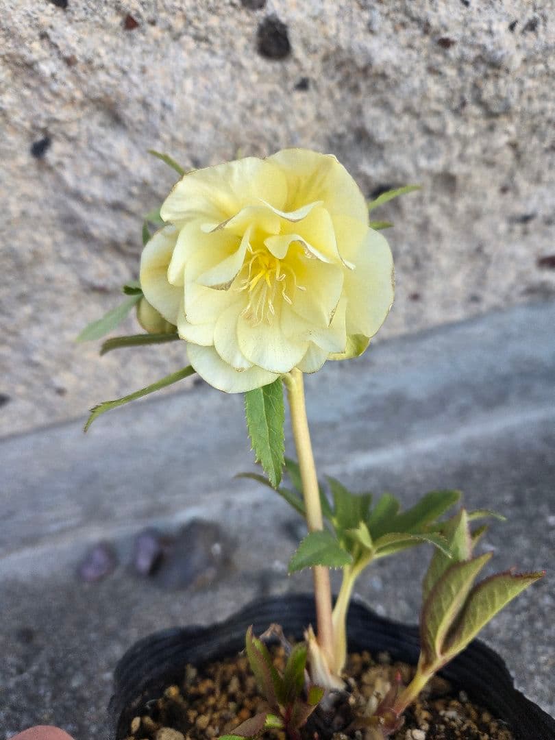 クリスマスローズ 　かぐや姫