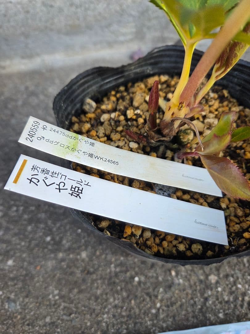 クリスマスローズ 　かぐや姫