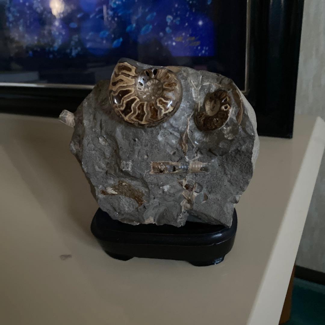 アンモナイト　化石　3点セットまとめ売り　大幅値下げ