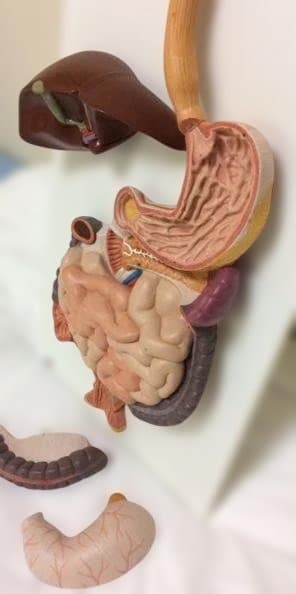 実物大人体模型 消化器系 3分解モデル　3B Smart Anatomy