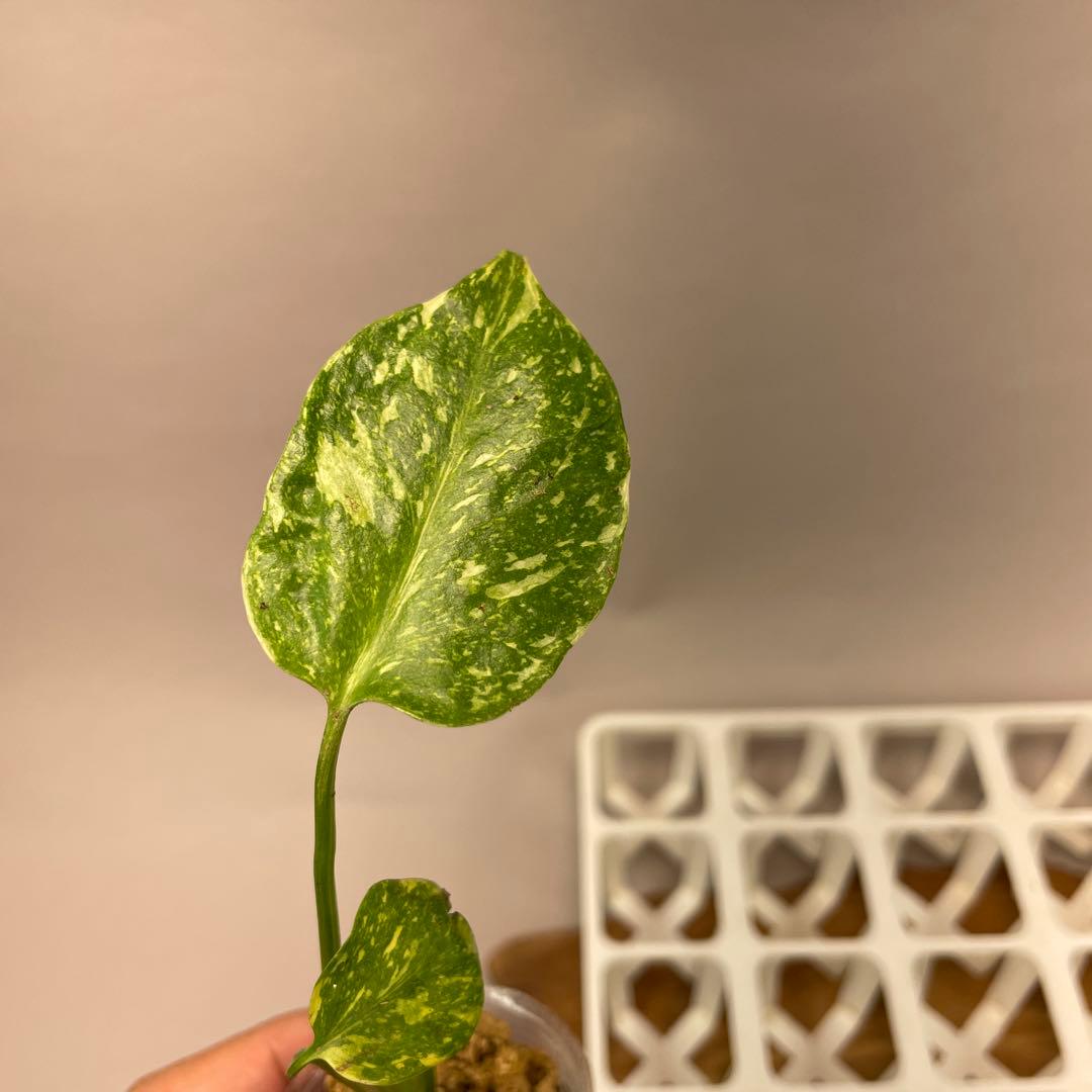 S*u様 ms24モンステラ・エレクトロライト 斑入り 希少種　Electro