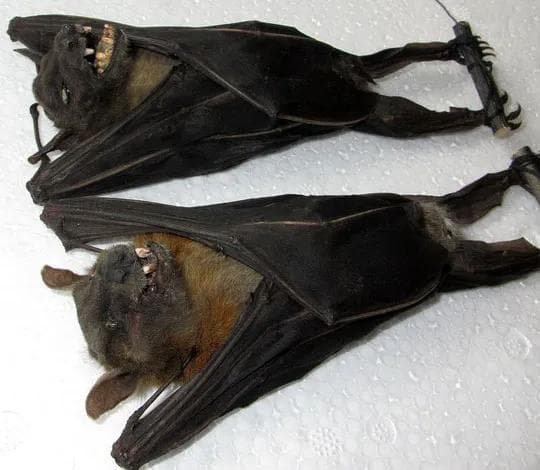 コイヌガオフルーツコウモリの剥製２体セット