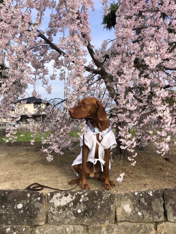 ペット用お遍路白衣さんや袋付き&輪袈裟　大型わんちゃん用　3点セット