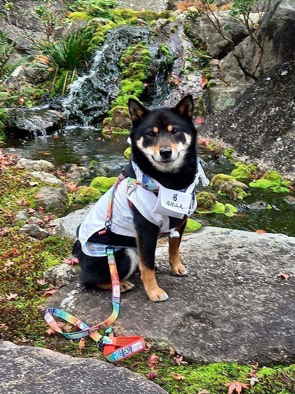 ペット用お遍路白衣さんや袋付き&輪袈裟　大型わんちゃん用　3点セット