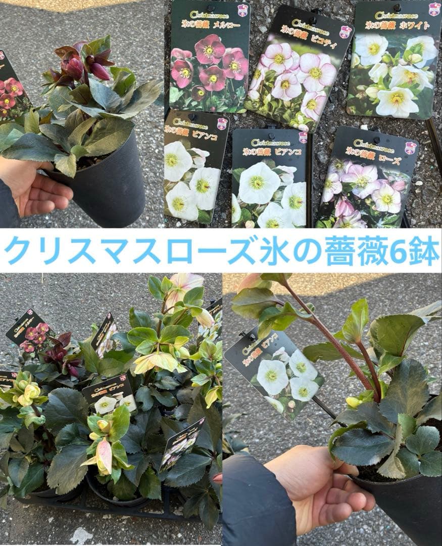 クリスマスローズ氷の薔薇6鉢 開花株