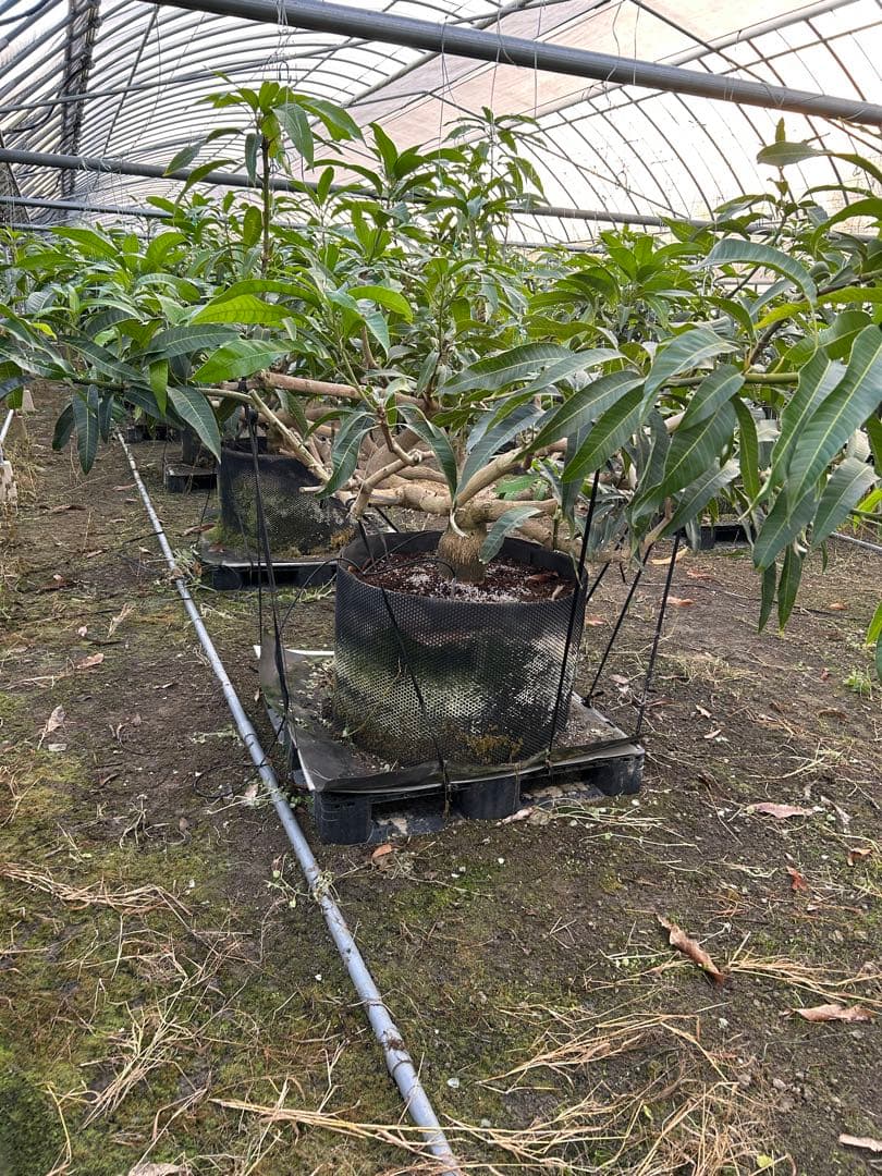 引き取りのみ　マンゴー成木　1株