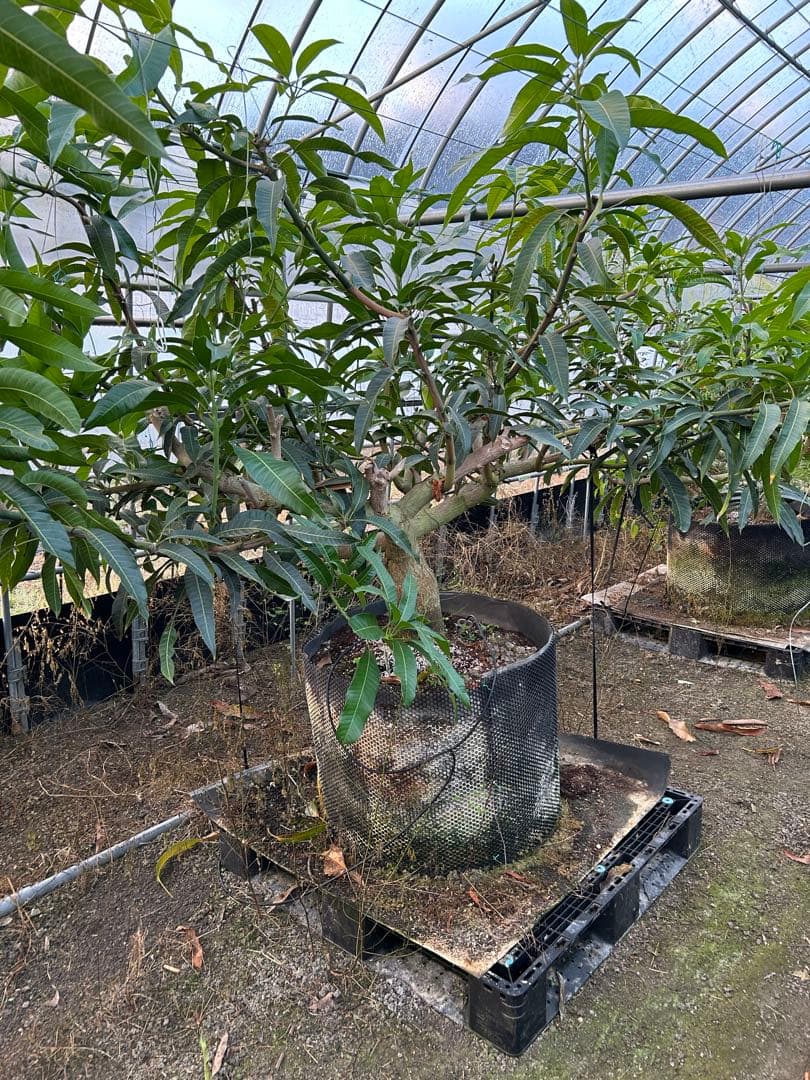 引き取りのみ　マンゴー成木　1株