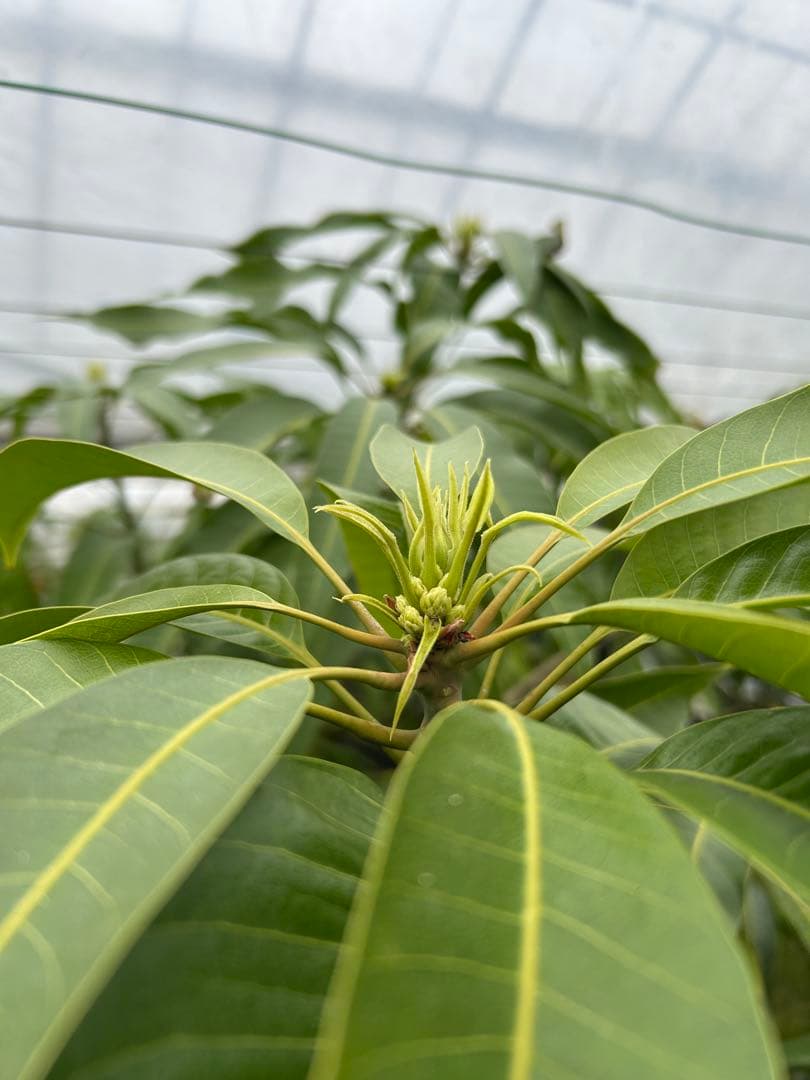 引き取りのみ　マンゴー成木　1株