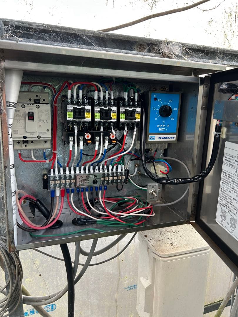 引き取りのみ　マンゴー成木　1株