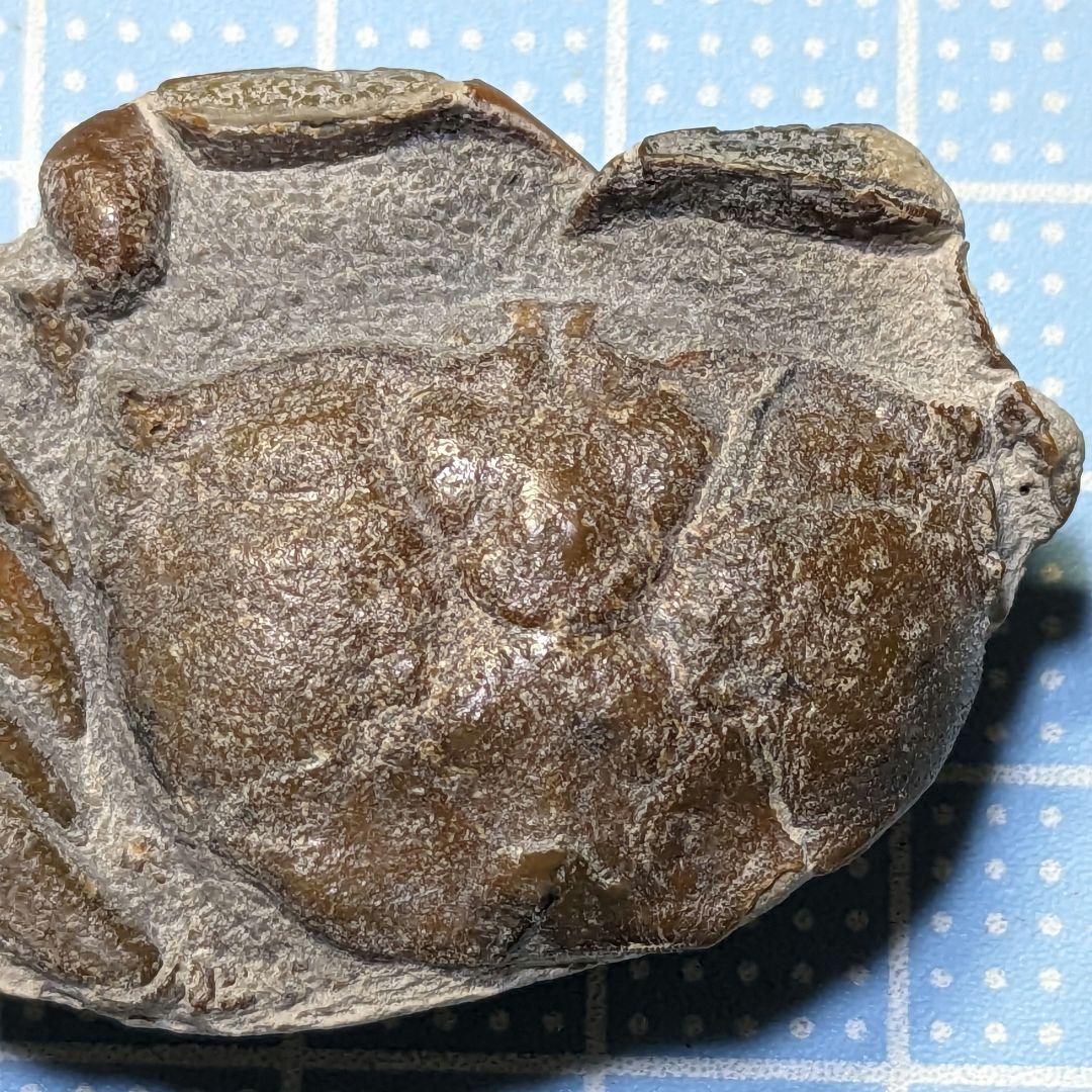 あゆちゃん　中国産カニ化石