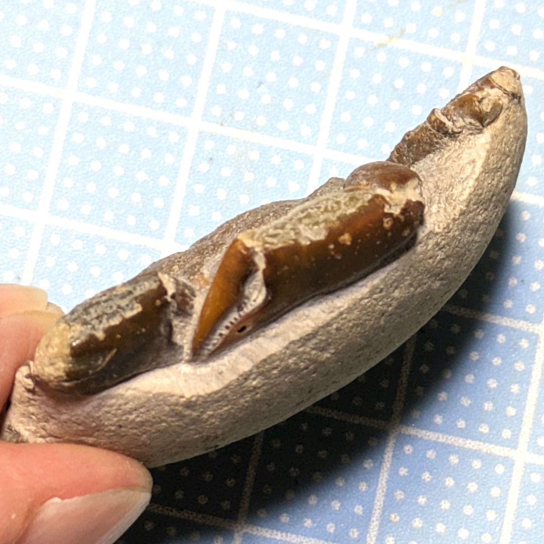あゆちゃん　中国産カニ化石