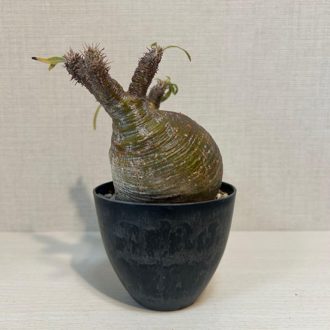 【美株・低重心】パキポディウム・グラキリス　現地球　発根済み