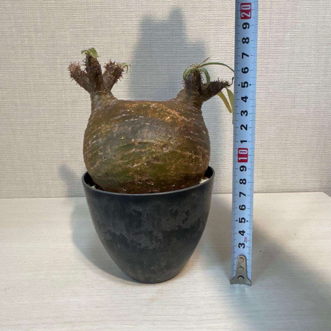 【美株・低重心】パキポディウム・グラキリス　現地球　発根済み