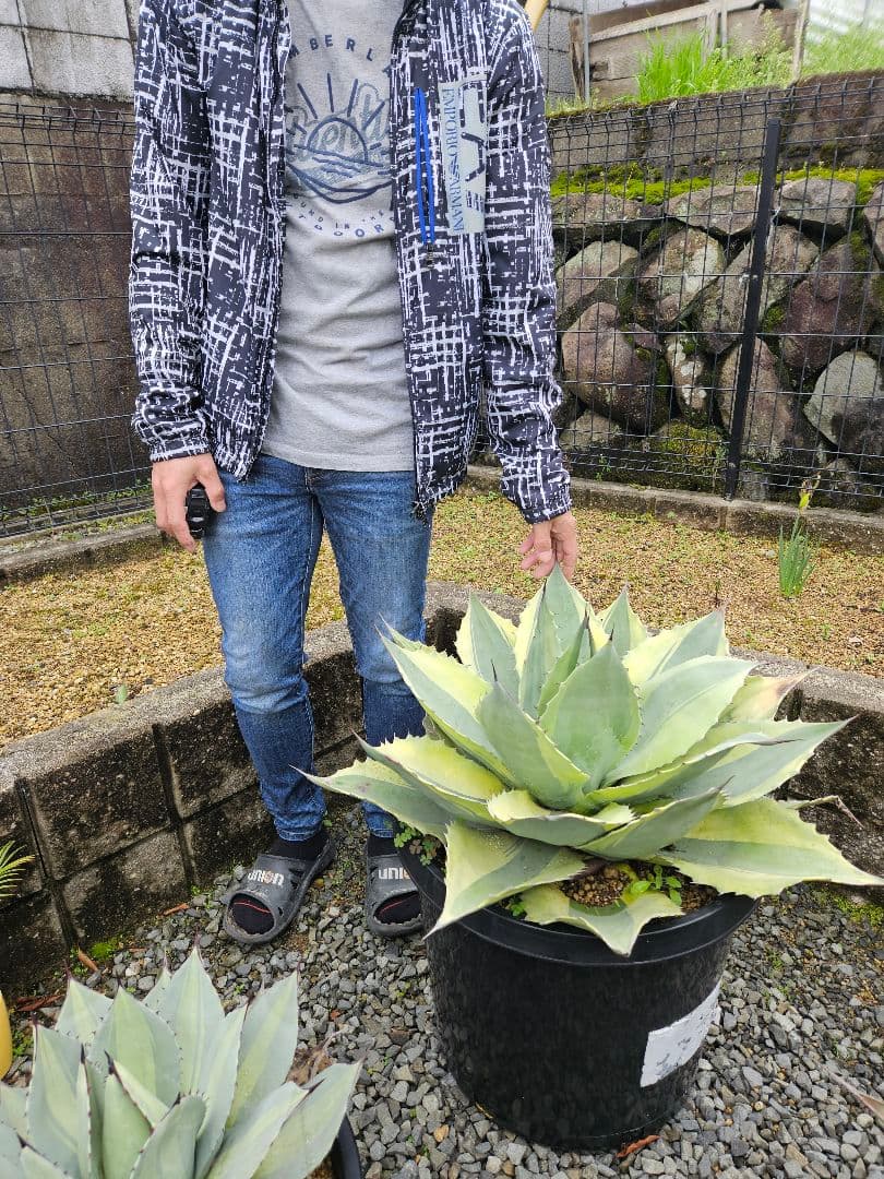 オバティフォリア　オルカ　巨大株