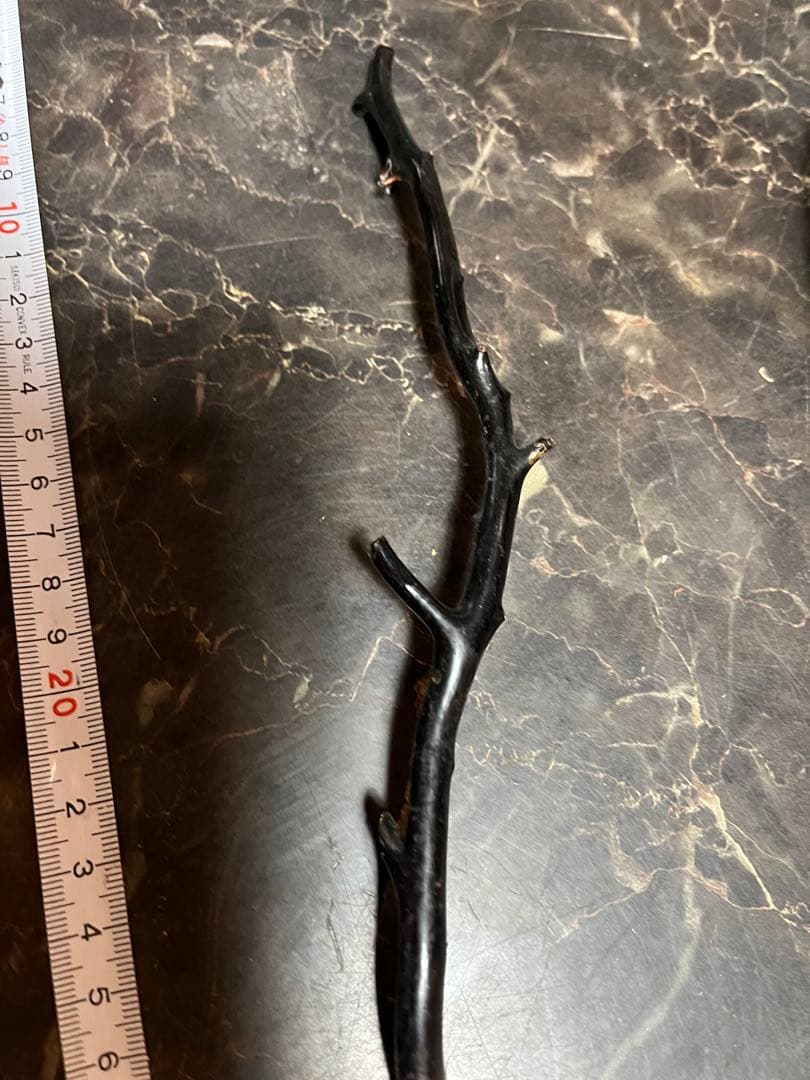 黒松珊瑚、海松、黒海松、深海珊瑚、黒珊瑚、