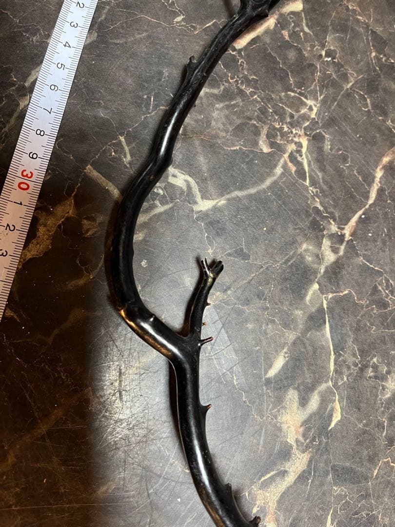 黒松珊瑚、海松、黒海松、深海珊瑚、黒珊瑚、