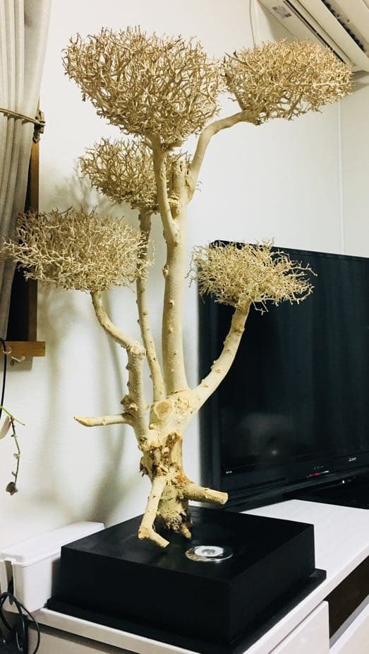 高級 照明器具 インテリア 珍しい 天然古木 一点物 ライトアップ