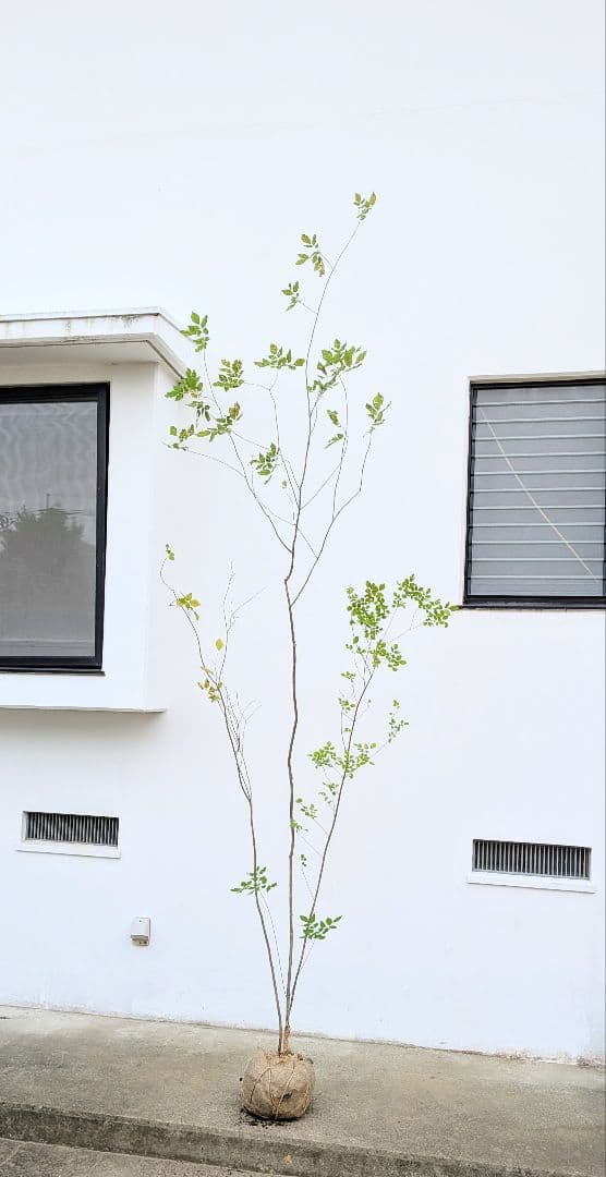 極上。特大。山採りアオダモ。