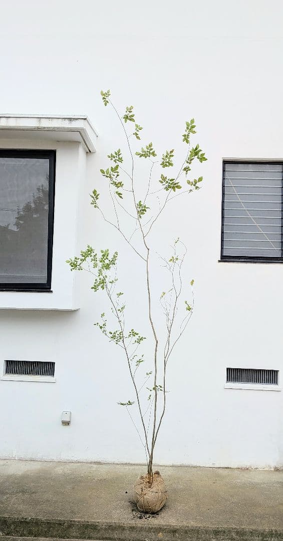 極上。特大。山採りアオダモ。