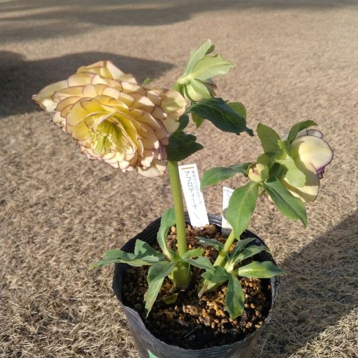 加藤農園。クリーム色と紫の縁取りの花アフロディーテ多弁系No13八重咲き。