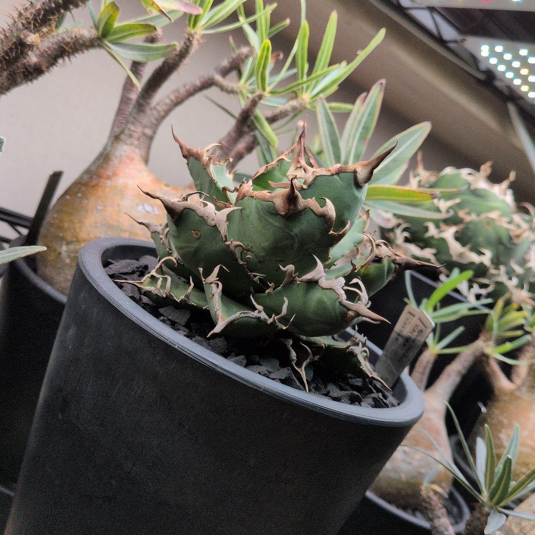 No1〜4【10/15出品取止】アガベ・チタノタ　白鯨　他4株セット