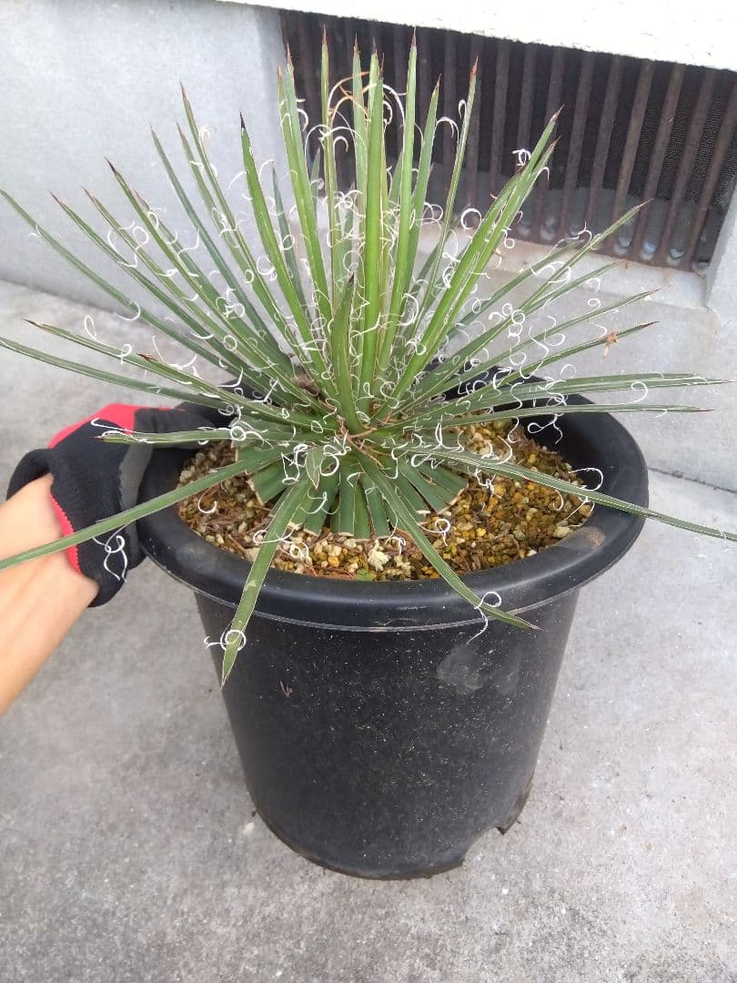 アガベ　滝の白糸　大株❗耐寒強❗