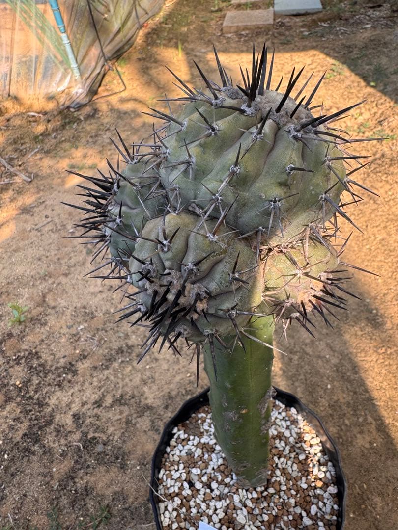 コピアポア 黒王丸 接木 多頭