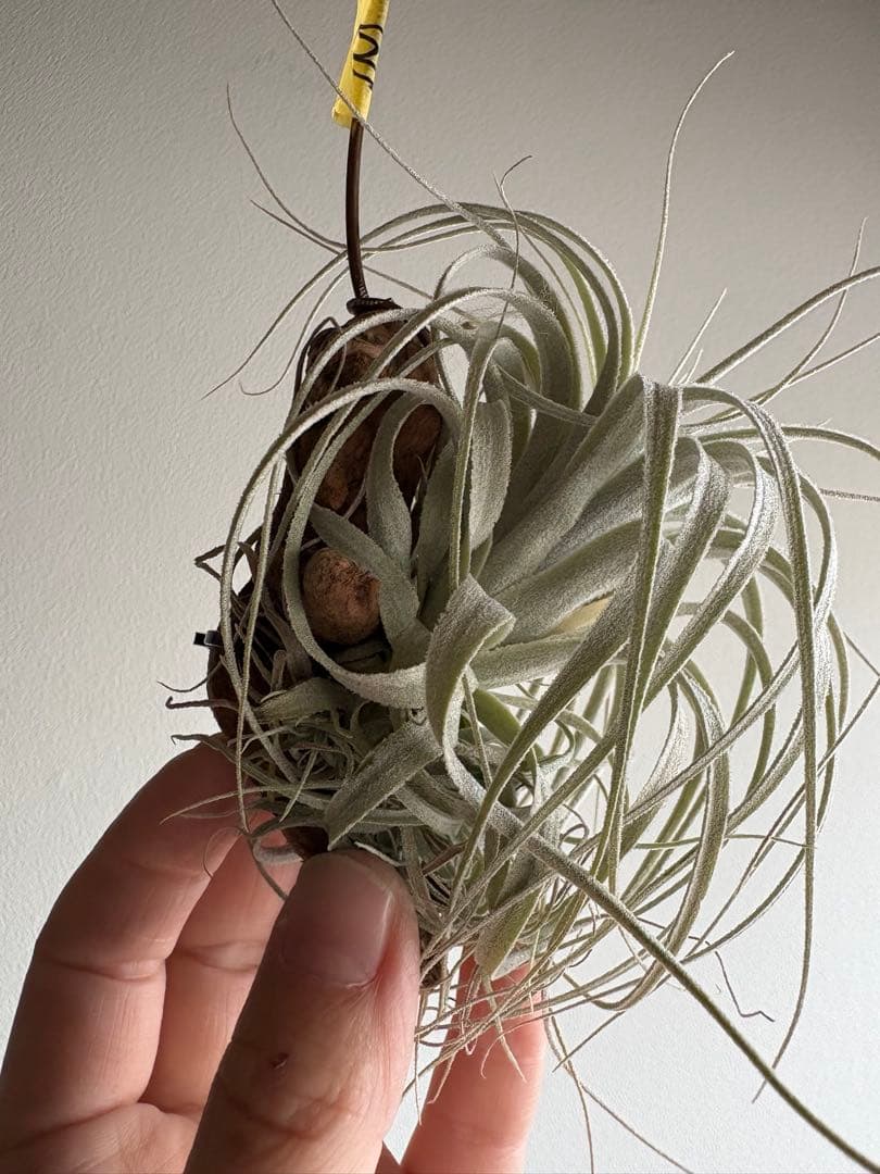 チランジア チャペウエンシス 流木着生 エアープランツ