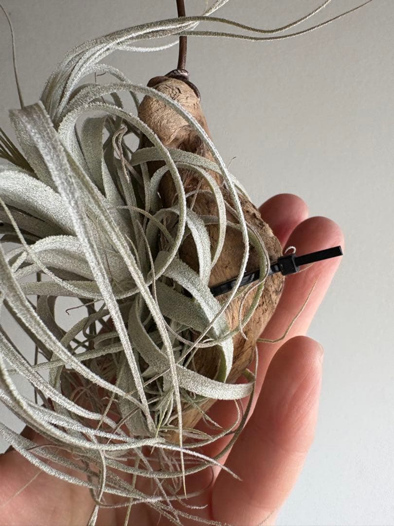 チランジア チャペウエンシス 流木着生 エアープランツ