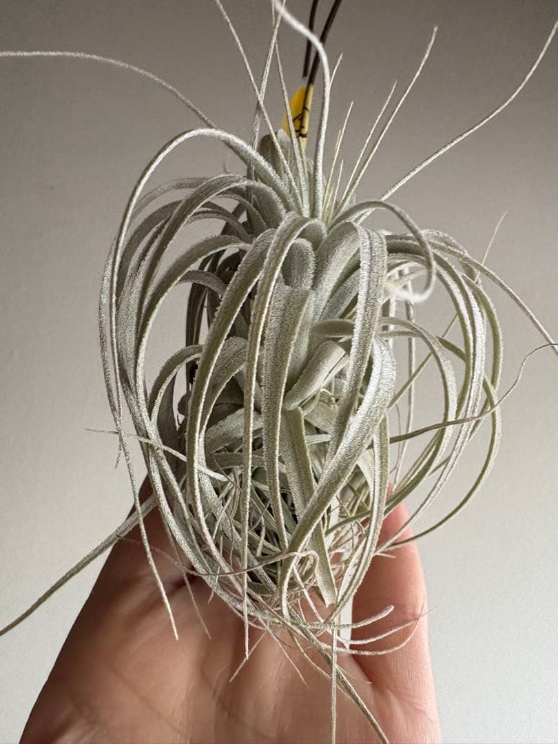 チランジア チャペウエンシス 流木着生 エアープランツ