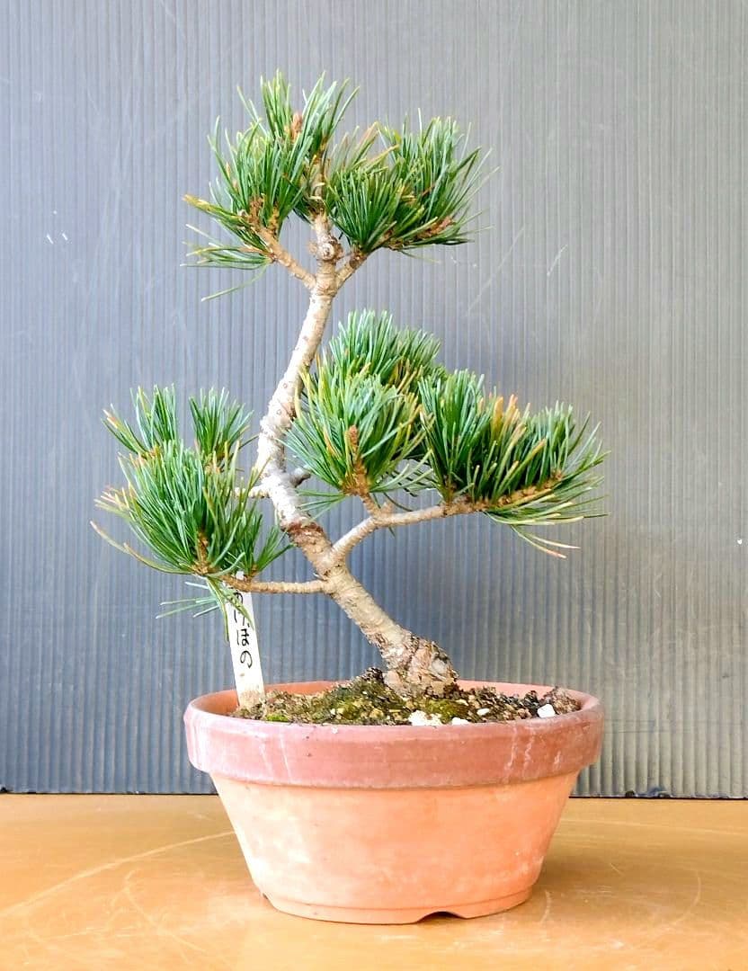 八房五葉松(あけぼの)