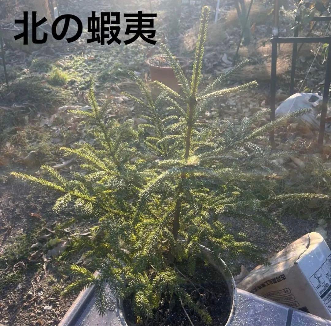 北の蝦夷松 ポット入り苗木