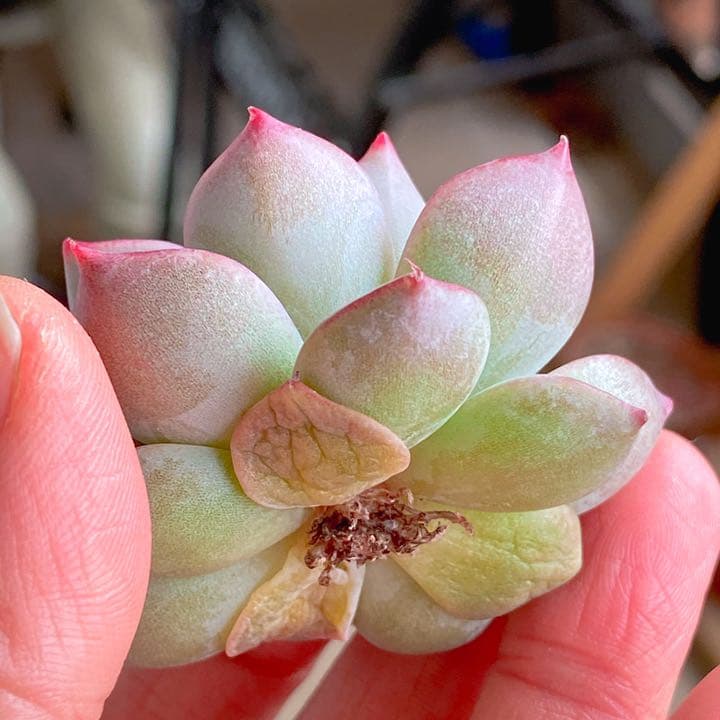 ショリン　ラスト