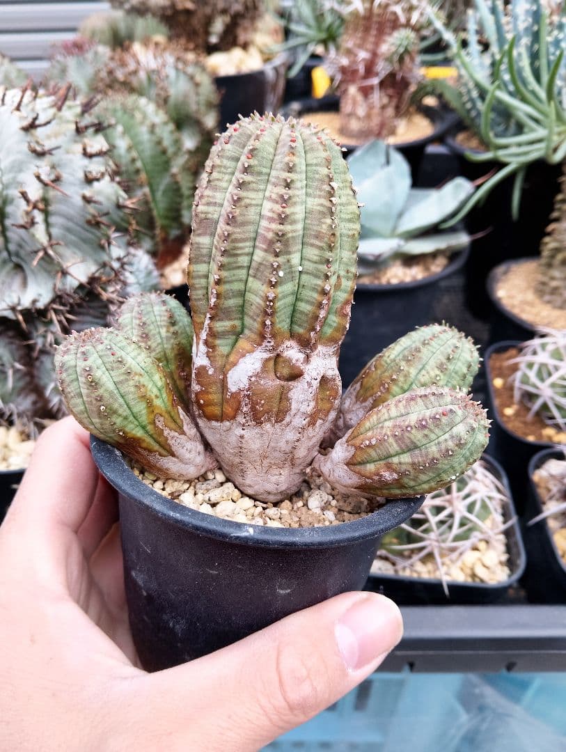 ユーフォルビア オベサ 群生オールド株