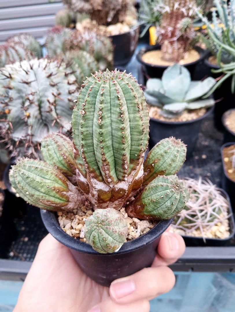 ユーフォルビア オベサ 群生オールド株