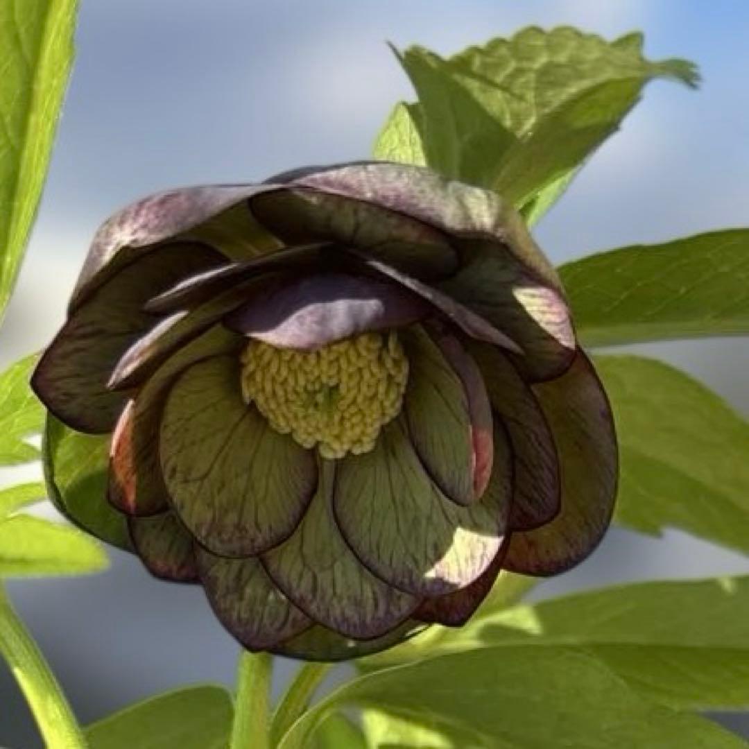 ウインターシンフォニー　小輪グリーンバイカラーDDクリスマスローズ　開花株