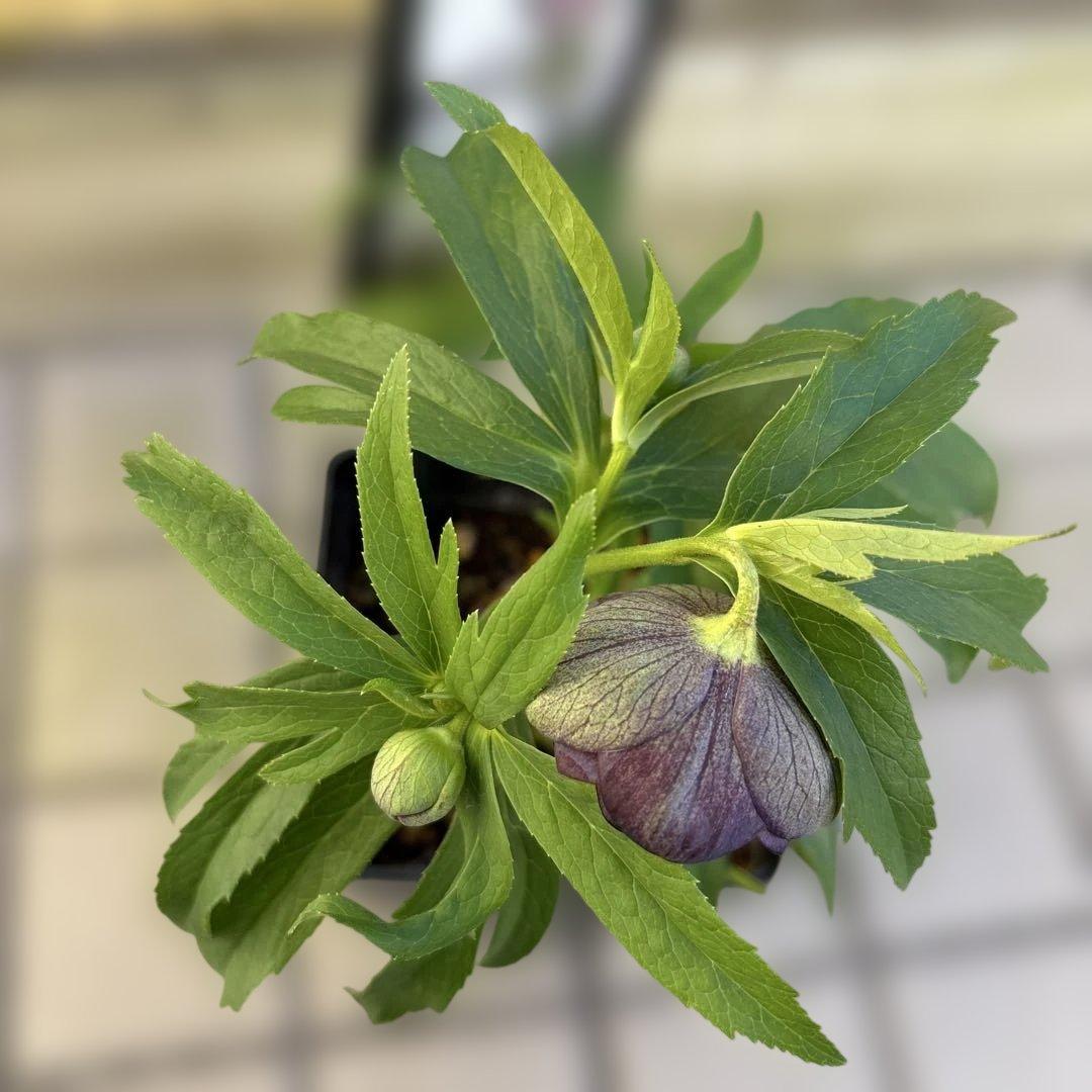 ウインターシンフォニー　小輪グリーンバイカラーDDクリスマスローズ　開花株