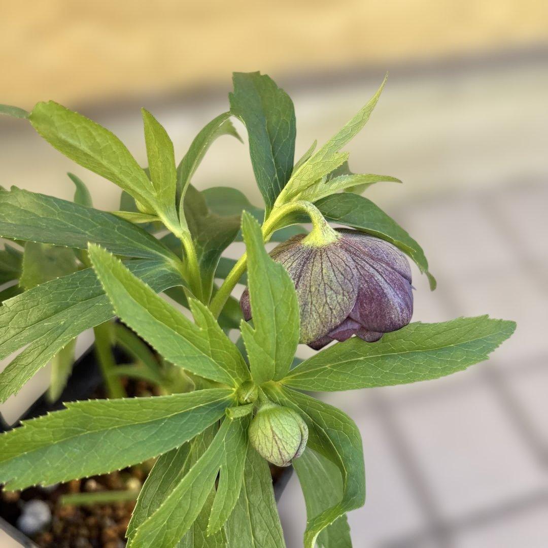 ウインターシンフォニー　小輪グリーンバイカラーDDクリスマスローズ　開花株