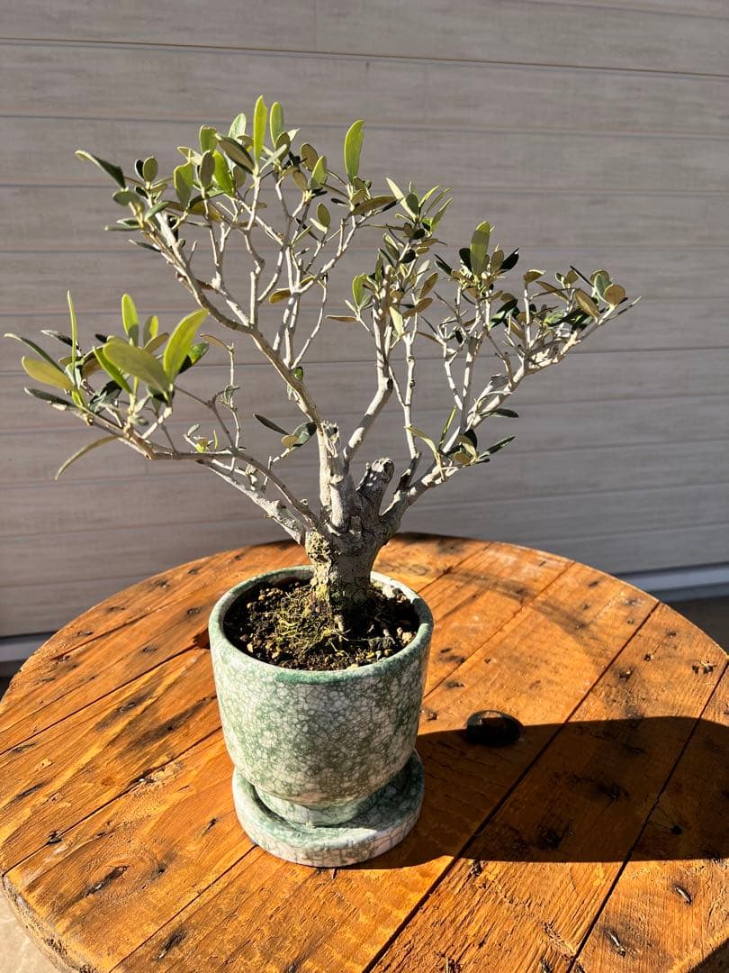 002【盆栽仕立て】オリーブの木
