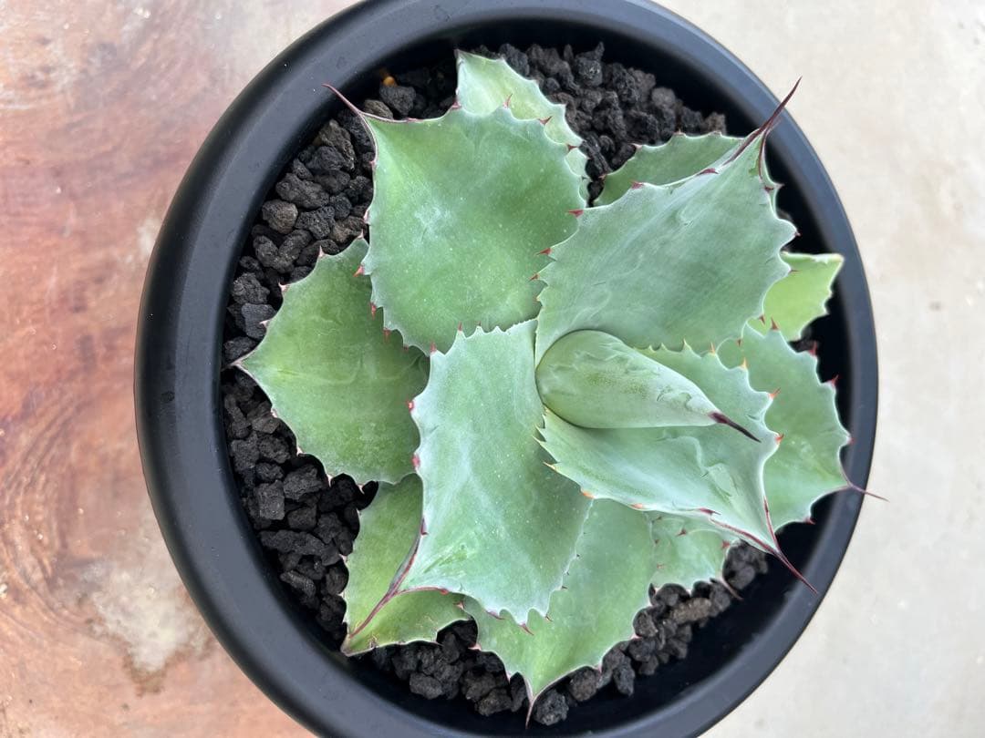 アガベ　オバティフォリアドワーフ  ワイドリーフ　US輸入　発根済み　鉢ごと発送