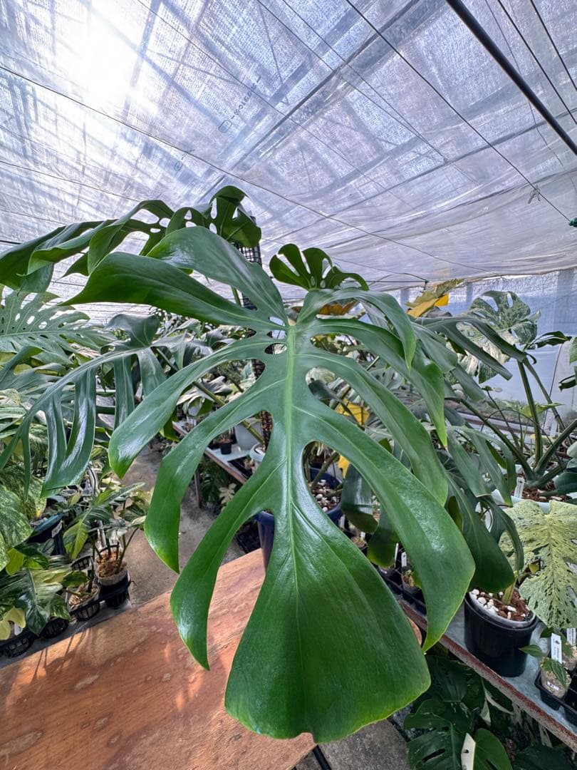 モンステラ　オリジナル　ブラジリアンフォーム　巨大株