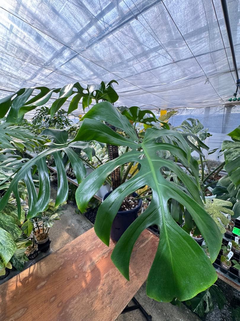 モンステラ　オリジナル　ブラジリアンフォーム　巨大株