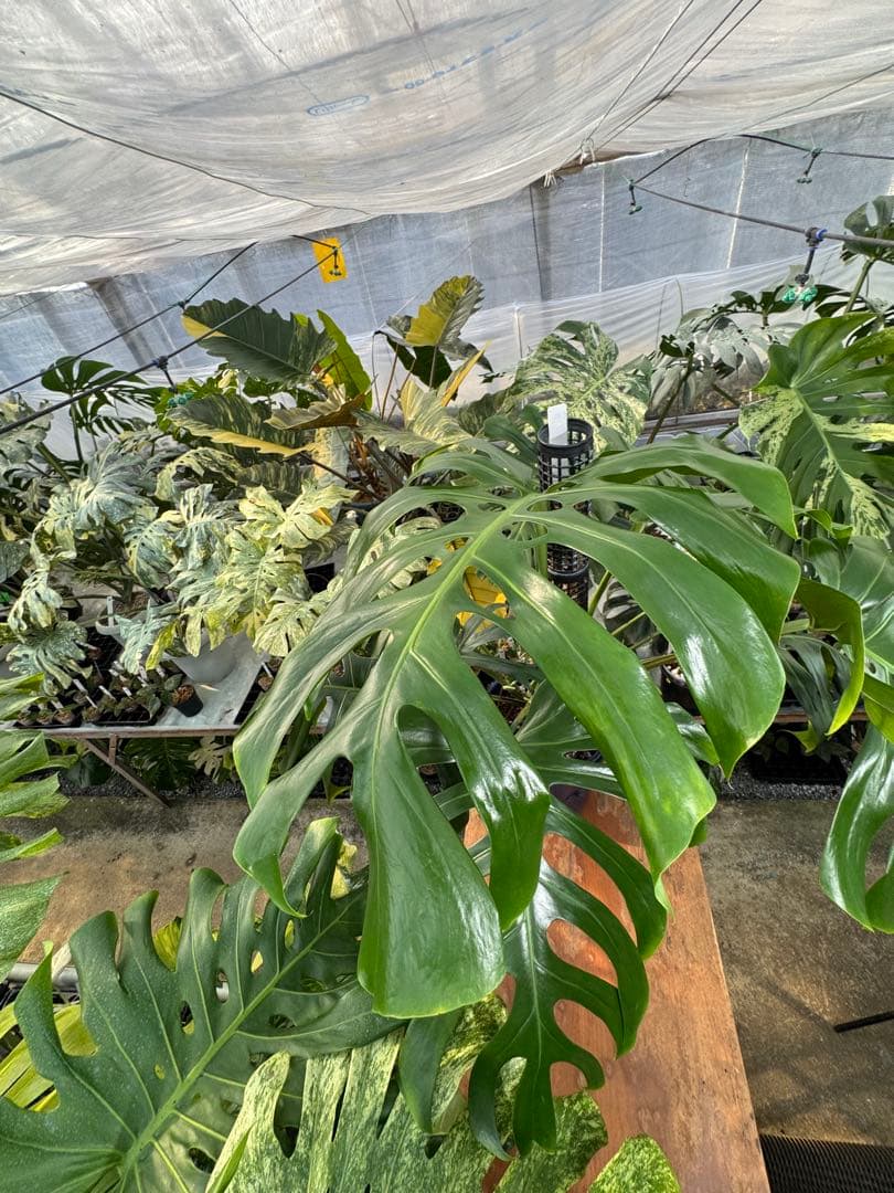 モンステラ　オリジナル　ブラジリアンフォーム　巨大株