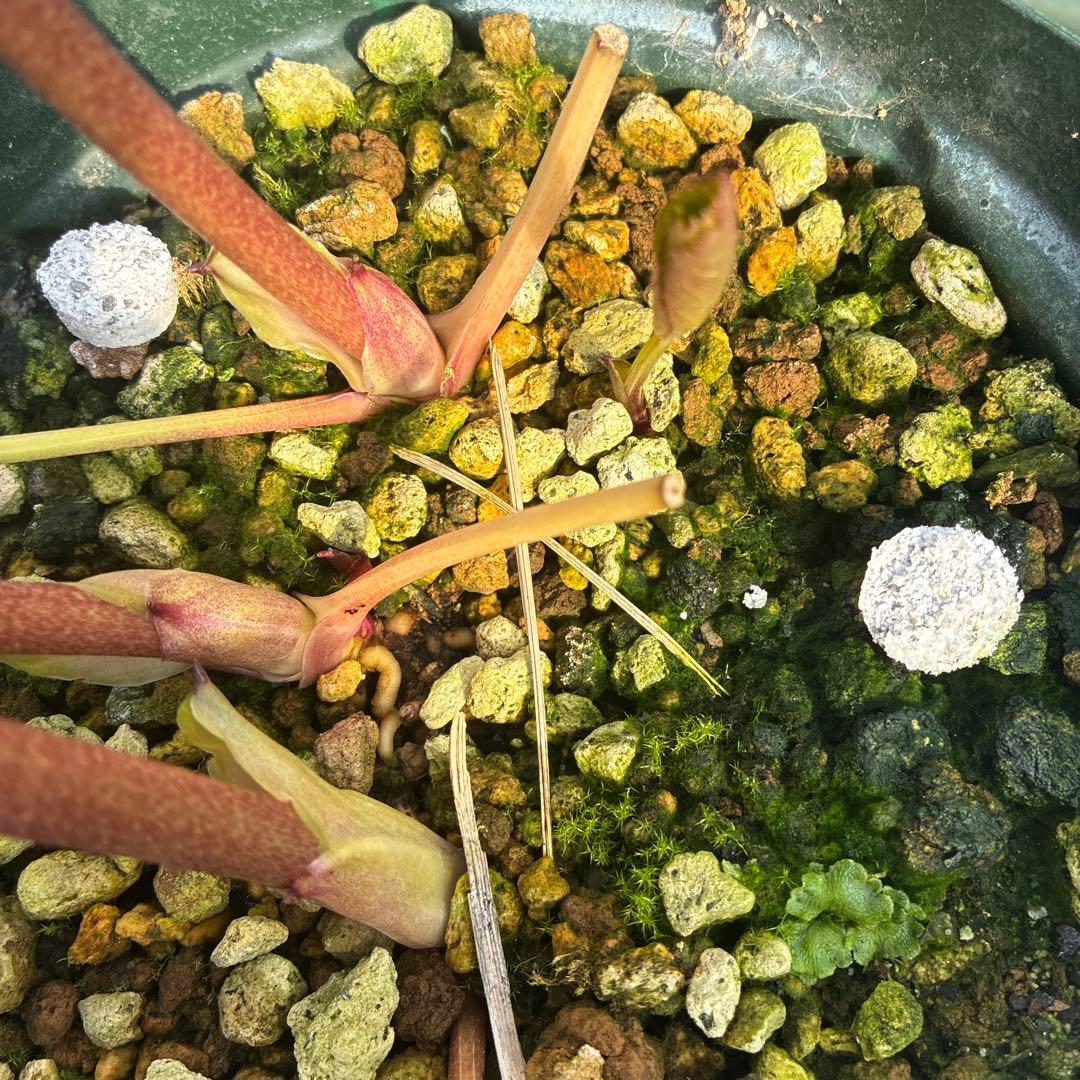 クリスマスローズ　アプリコットピンク　オーレア　6寸