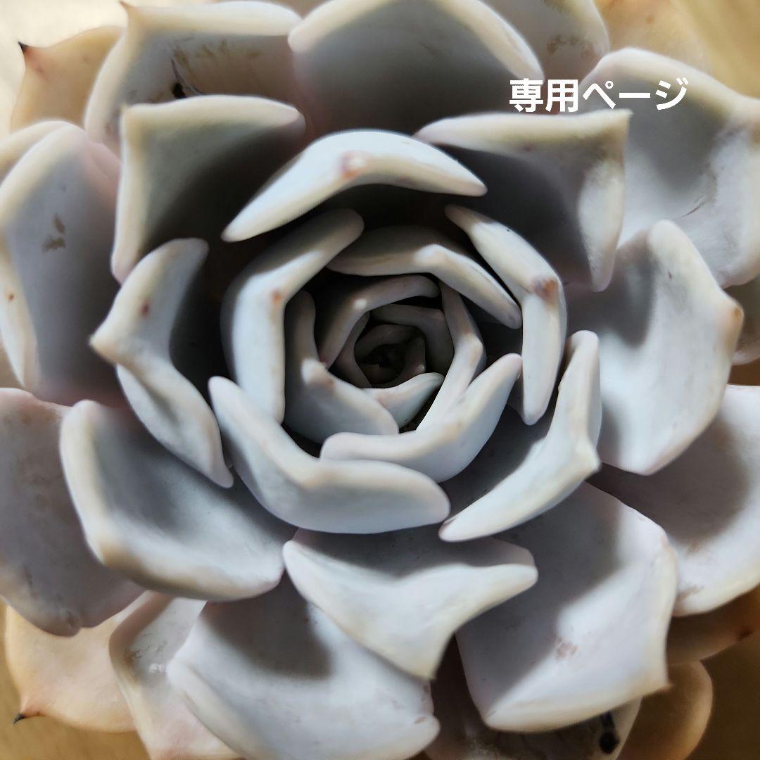 多肉植物寄せ植え