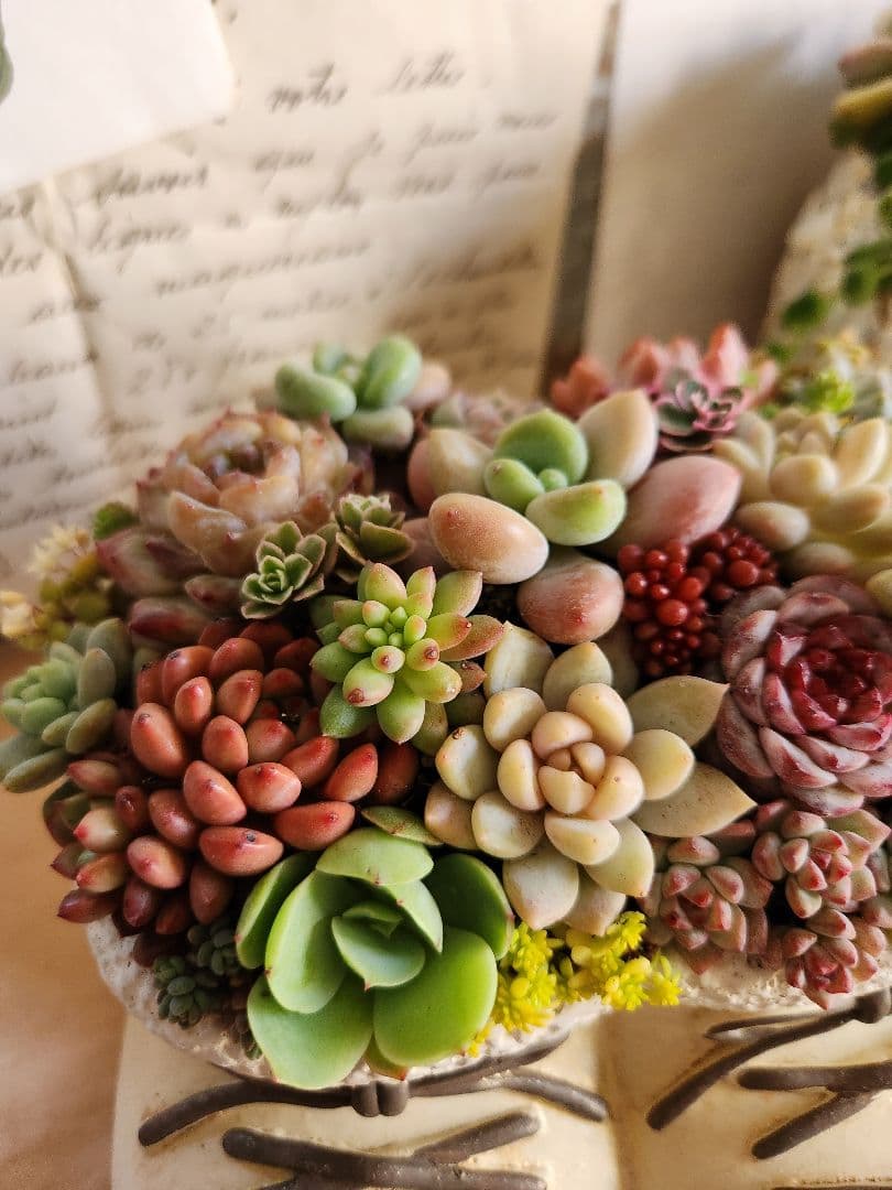 多肉植物寄せ植え