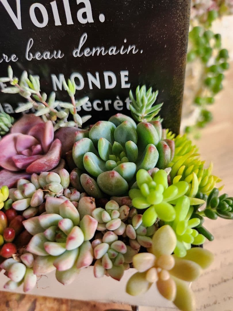 多肉植物寄せ植え