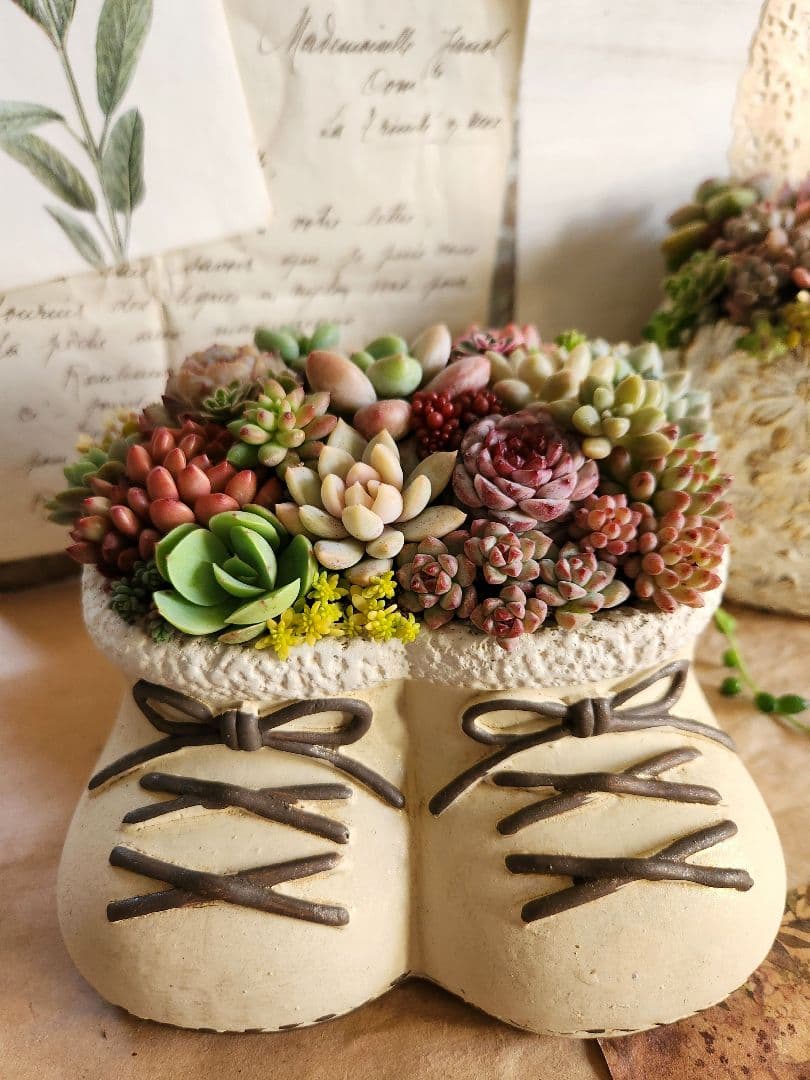 多肉植物寄せ植え